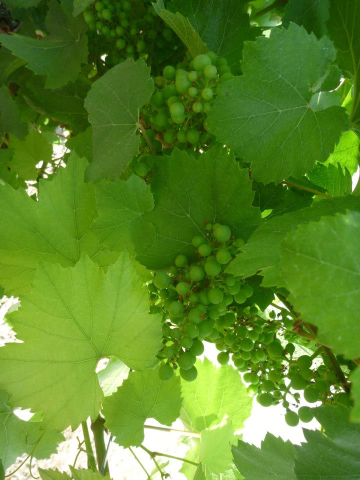 Sint-Martinus den XIIde - Kamp Curfoz JIN 2013